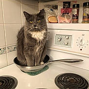 Journey joined the competition — help win amazing prizes! cat, gray_cat, white_fur, frying_pan, stove, kitchen, spices, tiles, pet, domestic_animal, curious, yellow_eyes, fur, sitting, household, cooktop, appliance, countertop, indoor, cute