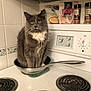 cat, gray_cat, white_fur, frying_pan, stove, kitchen, spices, tiles, pet, domestic_animal, curious, yellow_eyes, fur, sitting, household, cooktop, appliance, countertop, indoor, cute