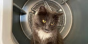 Journey is registered to the contest to win money with this photo: cat, gray_cat, yellow_eyes, whiskers, dryer_drum, inside_dryer, curious, pet, feline, domestic_cat, household, appliance, metal, white_chest, close_up, indoor, cute, fur, portrait, animal