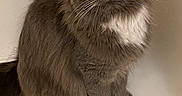 Journey joined the competition — help win amazing prizes! animal, bathroom, bathtub, cat, clean, closeup, curious, cute, domestic_cat, feline, fur, gray_cat, indoor, pet, sitting, water_droplets, whiskers, white_chest, white_paws, yellow_eyes