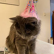 Journey is registered to the contest to win money with this photo: animal, cat, celebration, clock, cozy, cute, decor, festive, fluffy, furniture, gray_cat, household, indoor, looking_down, party_hat, pet, photograph, ribbons, table, white_paws