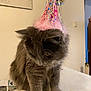 cat, gray_cat, white_paws, party_hat, indoor, furniture, table, decor, clock, photograph, ribbons, festive, fluffy, pet, animal, cute, looking_down, celebration, household, cozy