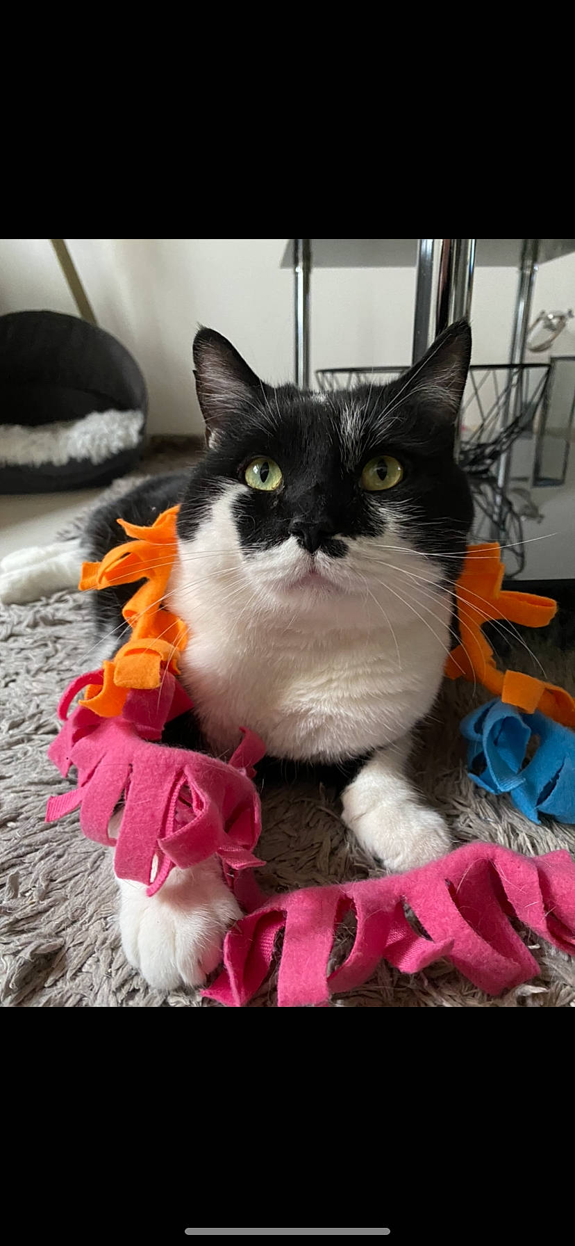 Galak a rejoint le concours — aidez-le/la à gagner de superbes lots ! carnivore, cat, comfort, domestic_short_haired_cat, felidae, flooring, flower, formal_wear, fur, happy, linens, magenta, paw, petal, plant, sitting, small_to_medium_sized_cats, snout, tail, whiskers