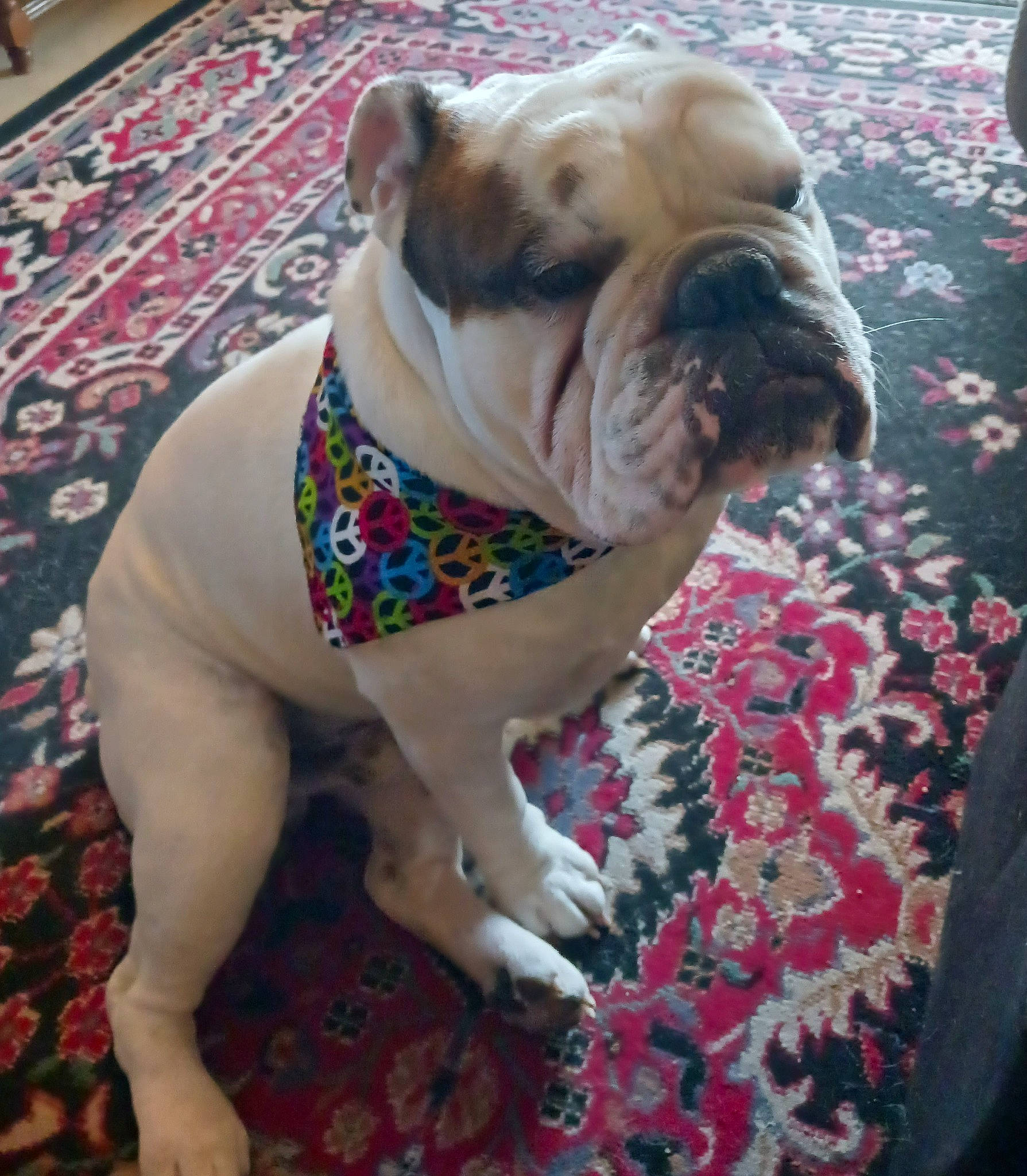 Creature joined the competition — help win amazing prizes! bulldog, canidae, carnivore, collar, companion_dog, dog, dog_breed, dog_clothes, dog_collar, dog_supply, fawn, flooring, leash, pet_supply, snout, sporting_group, toy_dog, white_english_bulldog, working_animal, wrinkle