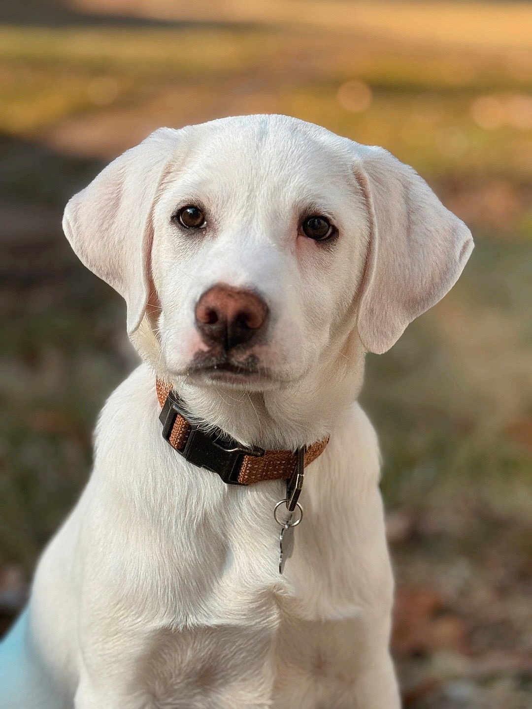 Elvis joined the competition — help win amazing prizes! dog, puppy, white_dog, collar, pet, outdoor, animal, cute, portrait, fur, canine, young_dog, nature, blurred_background, closeup, sitting, alert, mammal, friendly, companion