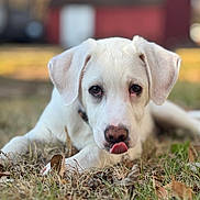 Elvis joined the competition — help win amazing prizes! puppy, dog, white_dog, grass, outdoor, close_up, tongue_out, cute, animal, pet, lying_down, ears, nose, eyes, nature, playful, young_dog, background_blur, fall_leaves, collar