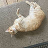 Oliver joined the competition — help win amazing prizes! cat, orange_tabby, carpet, wood_floor, rubber_mat, pet, relaxed, indoor, fur, whiskers, paw, sleepy, cute, animal, mammal, laying_down, closeup, domestic_cat, feline, resting