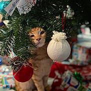 Oliver joined the competition — help win amazing prizes! cat, tabby_cat, christmas_tree, ornaments, holiday, decorations, gifts, wrapped_presents, greenery, festive, red_ornament, white_ornament, indoors, curious, pets, feline, christmas, celebration, cute, holiday_decor