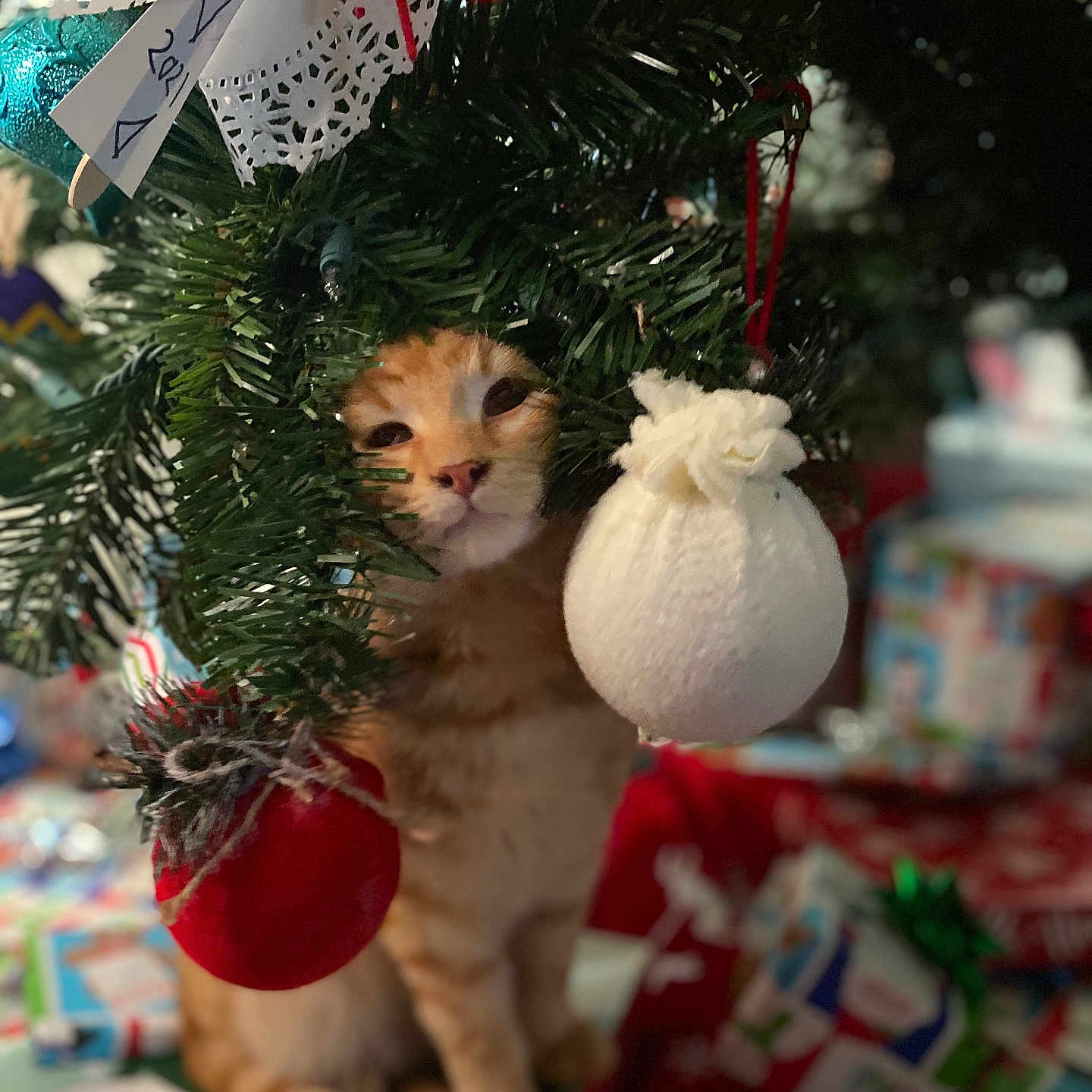 Oliver joined the competition — help win amazing prizes! cat, tabby_cat, christmas_tree, ornaments, holiday, decorations, gifts, wrapped_presents, greenery, festive, red_ornament, white_ornament, indoors, curious, pets, feline, christmas, celebration, cute, holiday_decor