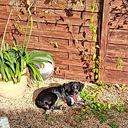 Aya participe au concours pour gagner de l'argent avec cette photo : dog, black_and_white, sunlight, gravel, plant, flower_pot, wooden_fence, garden, greenery, outdoor, pet, relaxing, nature, small_dog, shadows, daylight, collar, leaves, stone_wall, summer