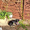 dog, black_and_white, sunlight, gravel, plant, flower_pot, wooden_fence, garden, greenery, outdoor, pet, relaxing, nature, small_dog, shadows, daylight, collar, leaves, stone_wall, summer