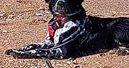 Aya a rejoint le concours — aidez-le/la à gagner de superbes lots ! dog, black_and_white, lying_down, harness, leash, gravel, outdoor, pet, animal, canine, resting, sunlight, alert, fur, muzzle, ears, ground, nature, daytime, companion