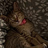 Willow is registered to the contest to win money with this photo: cat, kitten, tabby, sleeping, curled_up, collar, pink_collar, bed, blanket, bedding, indoors, cozy, resting, closed_eyes, whiskers, fur, tail, paws, patterned_fabric, portrait