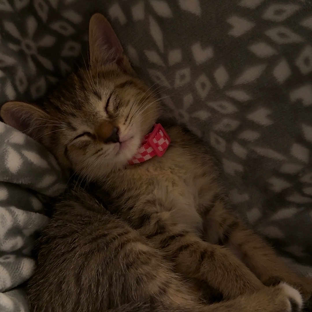 Willow