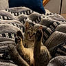 Willow joined the competition — help win amazing prizes! cat, kitten, tabby, pet, animal, lying_down, on_back, paws_up, belly, fur, whiskers, ears, face, eyes, blanket, bed, pillow, indoors, staircase, cozy
