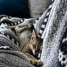 cat, kitten, sleeping, sleepy, cozy, blanket, cushion, couch, indoors, home, relaxed, resting, stretched_paw, fur, tabby, pet, cute, soft_texture, portrait, nap