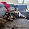 Altesse participe au concours pour gagner de l'argent avec cette photo : cat, tabby, fluffy, green_eyes, couch, gray_couch, blanket, red_blanket, pillow, window, indoor, living_room, furniture, relaxed, pet, animal, fur, daylight, domestic, cozy