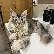 Chaton a rejoint le concours — aidez-le/la à gagner de superbes lots ! bathroom, cat, closeup, domestic_animal, feline, fluffy, fur, gray, indoor, long_hair, mirror, paw, pet, relaxed, sink, tail, tap, toothbrush_holder, white, wood_cabinet