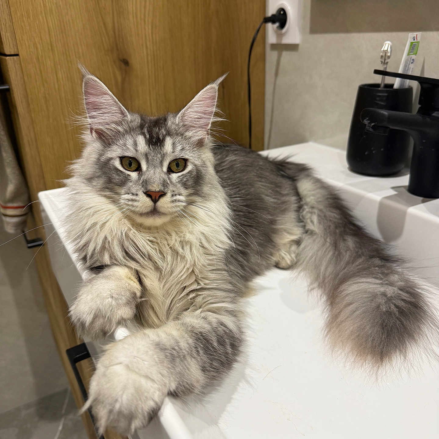 Chaton