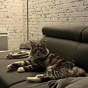 Ooki participe au concours pour gagner de l'argent avec cette photo : cat, fluffy, gray_couch, indoor, brick_wall, cushion, pet, relaxed, feline, domestic, cozy, mammal, fur, whiskers, animal, resting, home, comfortable, looking, living_room