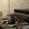 cat, fluffy, gray_couch, indoor, brick_wall, cushion, pet, relaxed, feline, domestic, cozy, mammal, fur, whiskers, animal, resting, home, comfortable, looking, living_room
