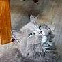 All I Want D'Ysorian a rejoint le concours — aidez-le/la à gagner de superbes lots ! cat, kitten, fluffy, gray, blue_eyes, whiskers, pet, animal, indoor, floor, wooden_chair, curious, close_up, feline, cute, young_cat, soft_fur, looking_up, domestic_cat, portrait