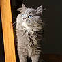 cat, kitten, gray_cat, blue_eyes, fluffy, wooden_chair, pet, animal, feline, curious, indoor, portrait, sitting, fur, whiskers, cute, young_cat, looking_up, domestic_cat, soft_lighting