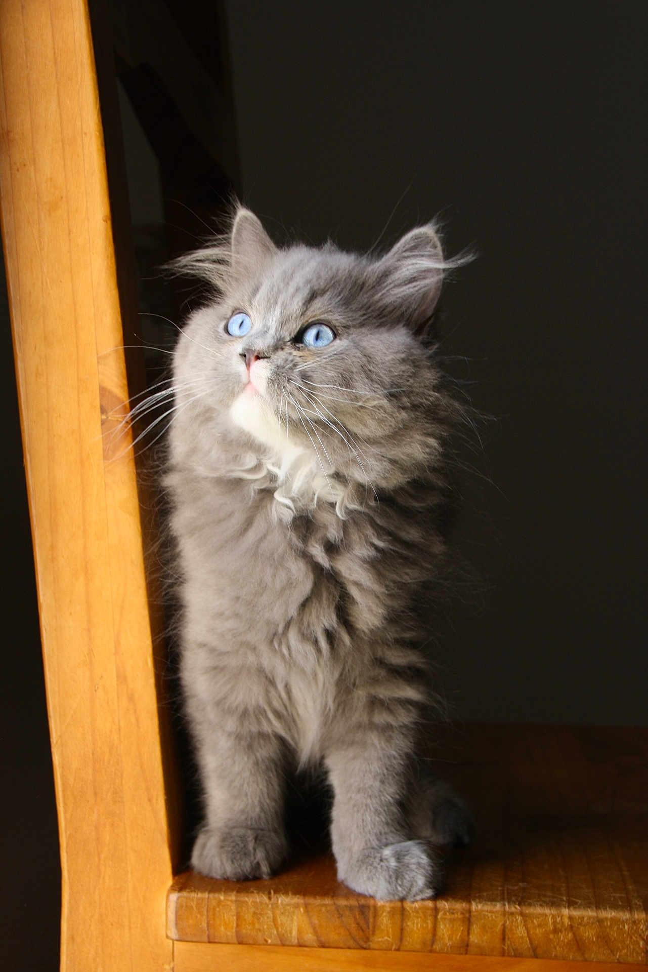 All I Want D'Ysorian a rejoint le concours — aidez-le/la à gagner de superbes lots ! cat, kitten, gray_cat, blue_eyes, fluffy, wooden_chair, pet, animal, feline, curious, indoor, portrait, sitting, fur, whiskers, cute, young_cat, looking_up, domestic_cat, soft_lighting