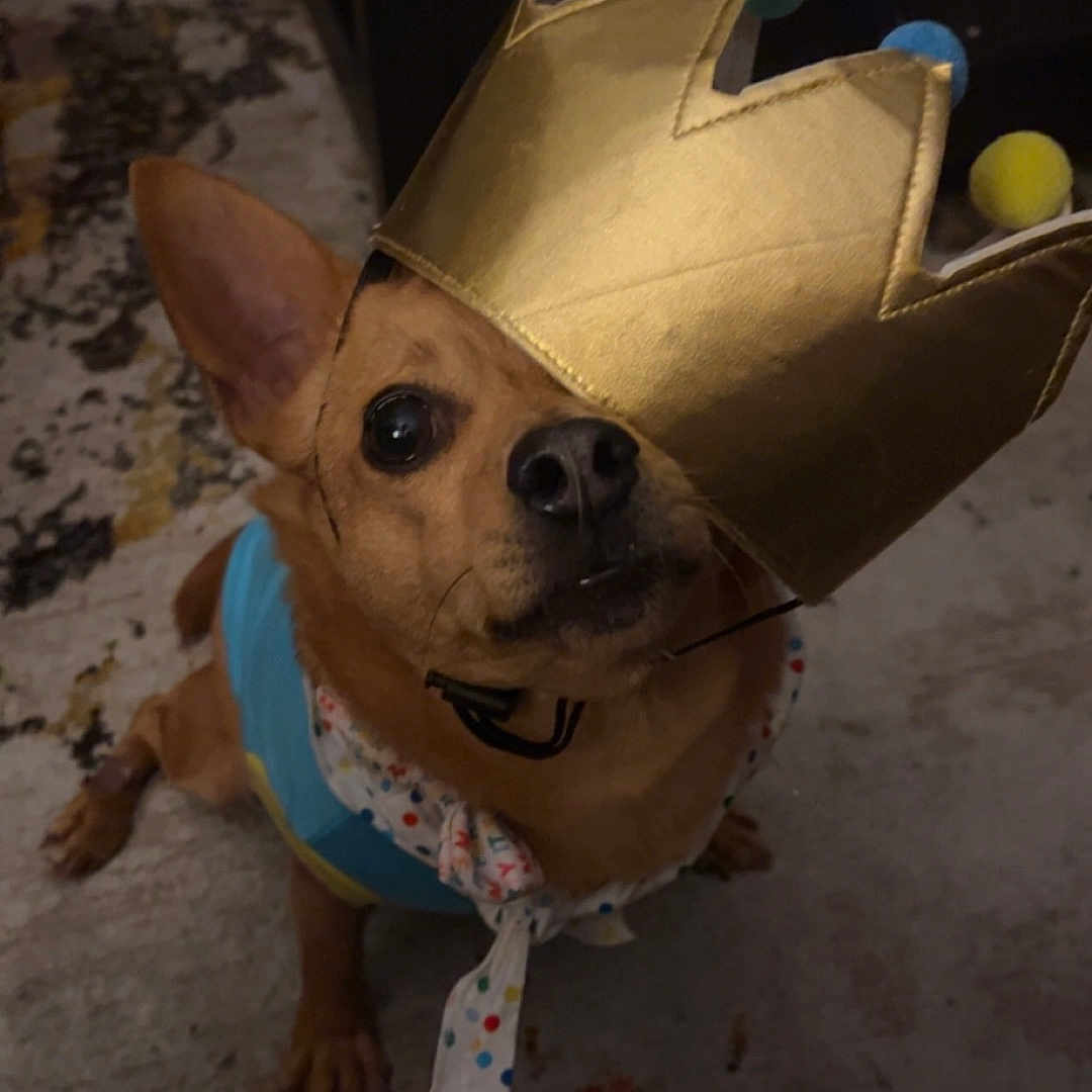 Bing is registered to the contest to win money with this photo: animal, blue_clothing, brown_dog, carpet, close_up, costume, crown, cute, dog, ears, face, floor, home, indoor, pet, portrait, scarf, sitting, small_dog, toy