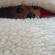 Bing joined the competition — help win amazing prizes! dog, blanket, peeking, nose, eyes, cozy, fluffy, indoor, brown_fur, curious, hiding, soft_texture, warm, cute, pet, snout, fur, animal, closeup, resting