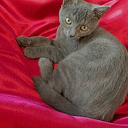 Princess joined the competition — help win amazing prizes! cat, gray_cat, pet, animal, feline, yellow_eyes, fur, whiskers, relaxing, curious, red_fabric, texture, soft, close_up, indoor, cute, resting, cozy, domestic_animal, portrait