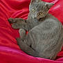 cat, gray_cat, pet, animal, feline, yellow_eyes, fur, whiskers, relaxing, curious, red_fabric, texture, soft, close_up, indoor, cute, resting, cozy, domestic_animal, portrait