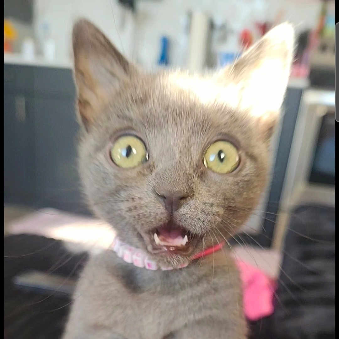 Princess is registered to the contest to win money with this photo: kitten, cat, gray_cat, wide_eyes, surprised_expression, indoor, pet, animal, feline, collar, mouth_open, teeth, whiskers, close_up, cute, young_cat, domestic_cat, blurred_background, house, curious