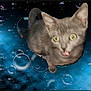 Princess is registered to the contest to win money with this photo: cat, gray_cat, blur, space, bubbles, stars, cosmic, floating, animal, pets, background, fantasy, surreal, wide_eyes, tongue_out, curious, night_sky, mystical, cute, feline