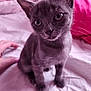 Princess is registered to the contest to win money with this photo: kitten, gray_cat, pet, animal, bed, bedding, pink, white, fur, whiskers, ears, eyes, cute, indoor, hand, soft_light, curious, small, feline, domestic_cat