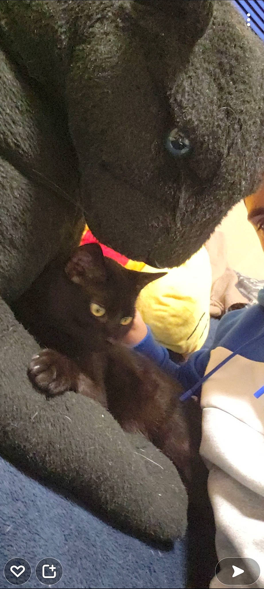 Ayenko participe au concours pour gagner de l'argent avec cette photo : black_cat, canidae, carnivore, cat, comfort, dog_breed, domestic_short_haired_cat, fawn, felidae, fur, gesture, human_leg, lap, small_to_medium_sized_cats, snout, sporting_group, tail, terrestrial_animal, thigh, whiskers