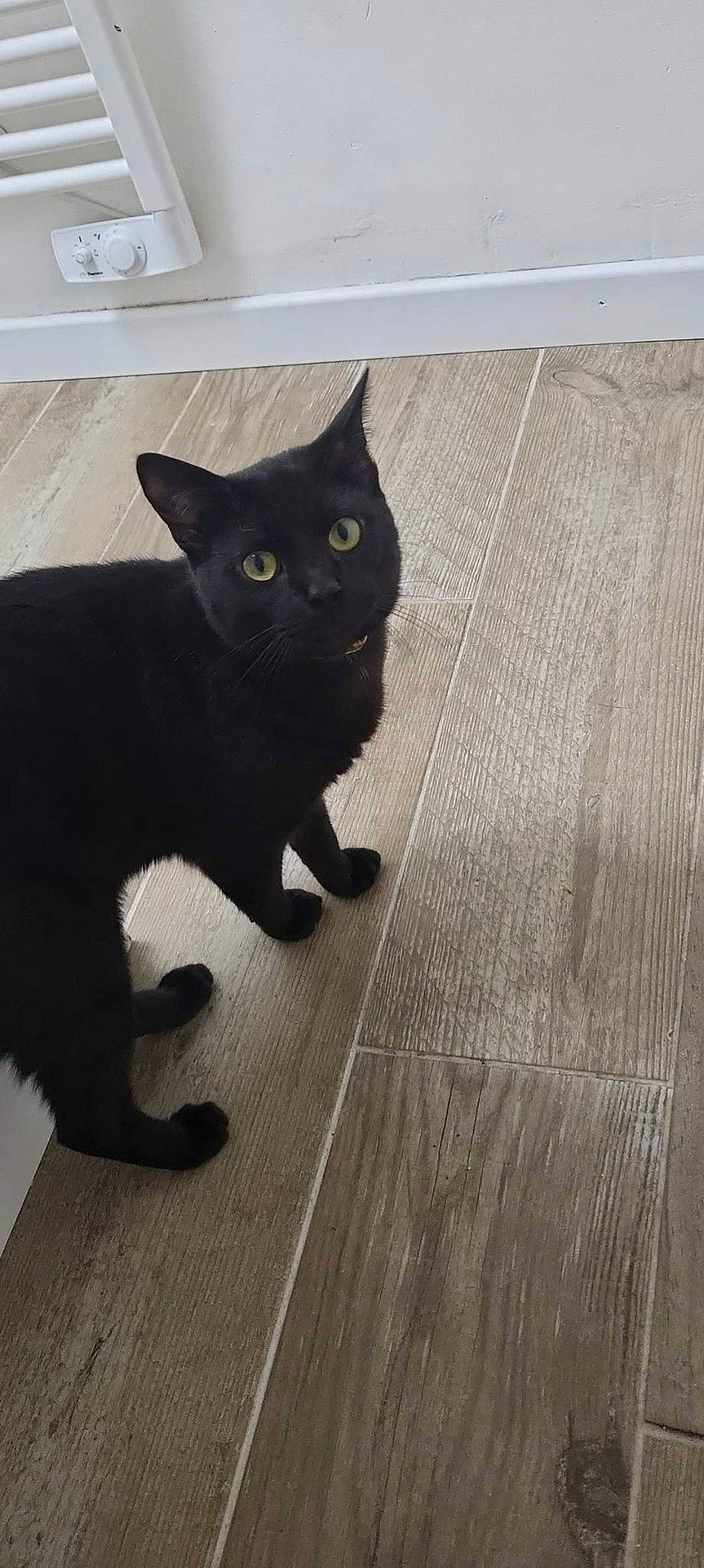 Ayenko a rejoint le concours — aidez-le/la à gagner de superbes lots ! black, black_cat, carnivore, cat, domestic_short_haired_cat, eye, felidae, floor, flooring, fur, grey, hardwood, iris, line, small_to_medium_sized_cats, snout, tail, whiskers, wood, wood_stain