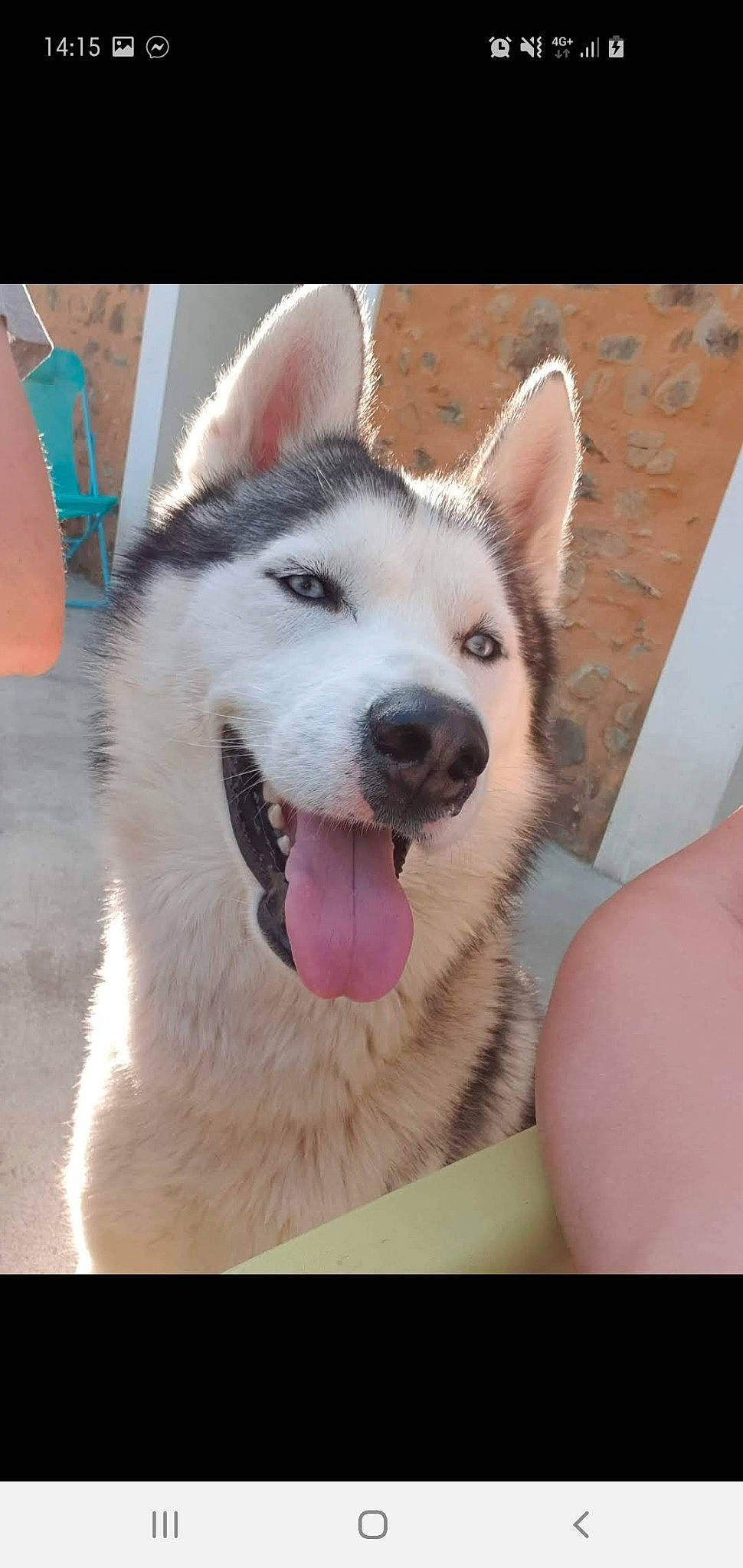 Eden participe au concours pour gagner de l'argent avec cette photo : ancient_dog_breeds, carnivore, companion_dog, dog, dog_breed, eye, fang, foot, fur, jaw, non_sporting_group, paw, siberian_husky, sled_dog, snout, sporting_group, terrestrial_animal, whiskers, working_animal, working_dog