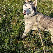 Eden participe au concours pour gagner de l'argent avec cette photo : husky, dog, blue_eyes, leash, grass, wildflowers, outdoor, sunlight, pet, canine, nature, playful, animal, field, summer, walking, parked_cars, daytime, fluffy, smiling