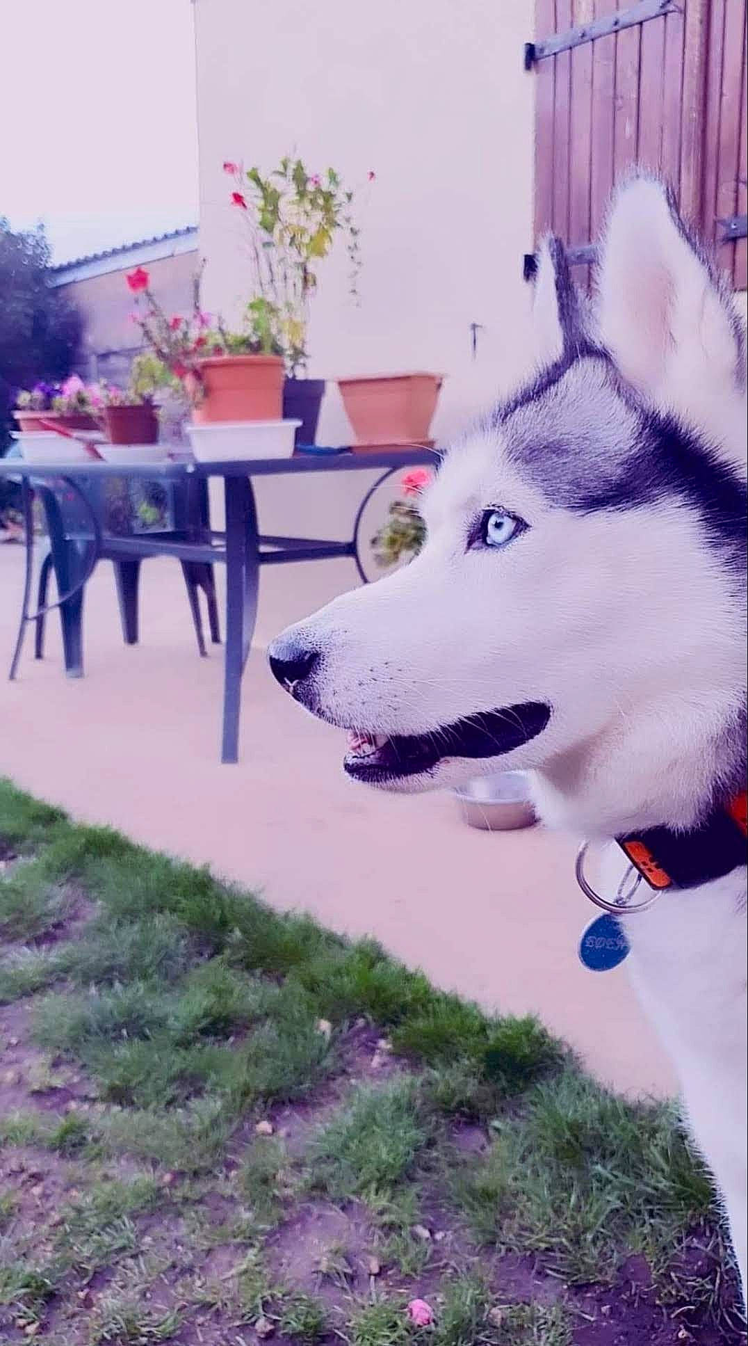 Eden participe au concours pour gagner de l'argent avec cette photo : canidae, carnivore, chair, coffee_table, companion_dog, dog, dog_breed, flowerpot, fur, grass, houseplant, plant, siberian_husky, sled_dog, snout, spitz, sporting_group, table, tablecloth, wolf