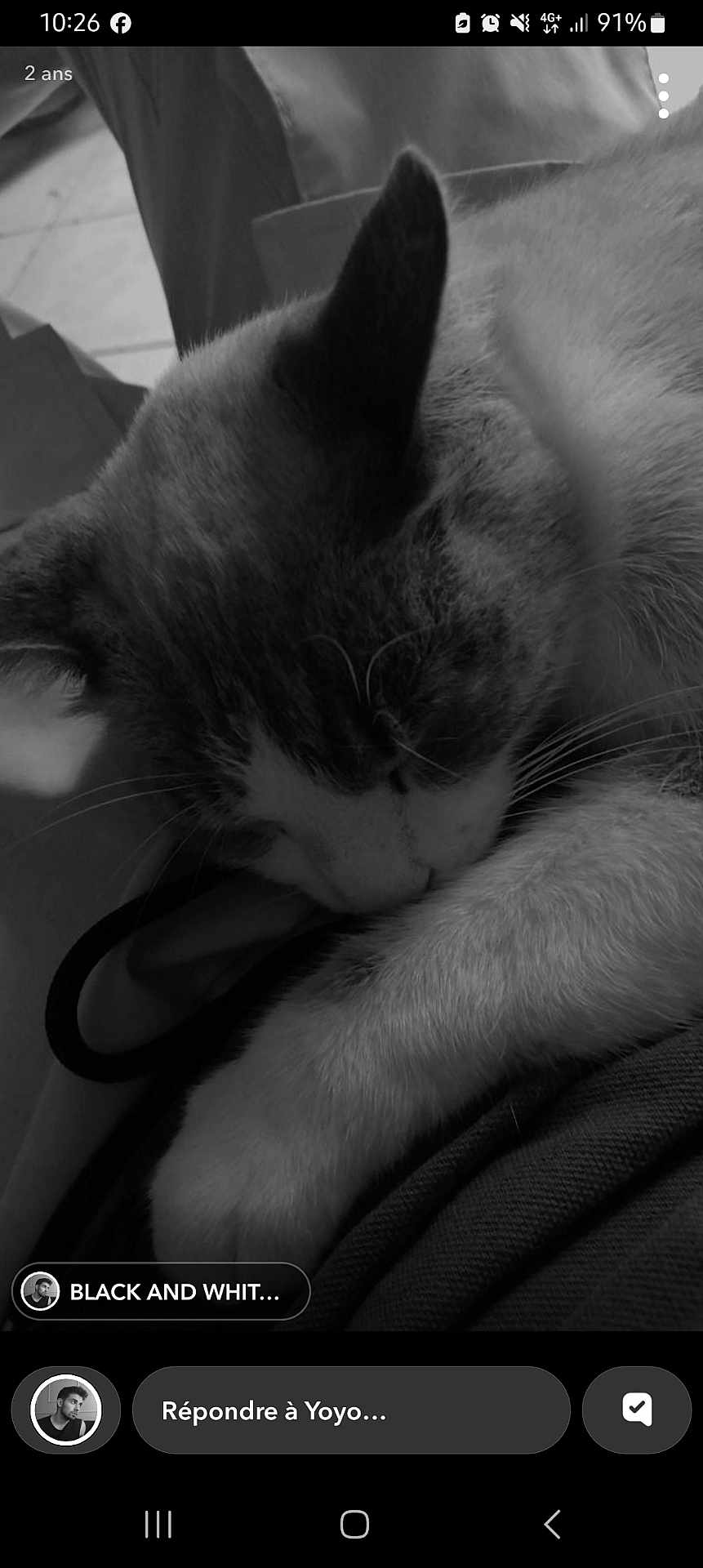 Mimoune a rejoint le concours — aidez-le/la à gagner de superbes lots ! animal, black_and_white, calm, cat, close_up, cozy, cute, domestic_cat, feline, fur, indoor, paw, pet, portrait, quiet, relaxed, resting, sleeping, soft_texture, whiskers