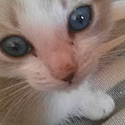 Mimoune participe au concours pour gagner de l'argent avec cette photo : adorable, animal, blue_eyes, cat, close_up, curious, cute, domestic_cat, face, feline, furry, indoor, kitten, pet, resting, small, soft, striped_fabric, whiskers, young