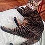 Bernie joined the competition — help win amazing prizes! animal, blanket, cat, chair_leg, cozy, curious, domestic, feline, fur, green_eyes, indoor, laying, mammal, pet, relaxed, striped, tabby, tail, whiskers, wood_floor