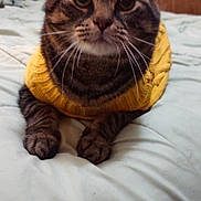 Bernie joined the competition — help win amazing prizes! animal, bed, blanket, cat, closeup, comfort, cozy, cute, cute_pet, domestic_cat, feline, fur, indoor, mammal, pet, resting, sleepy, tabby_cat, whiskers, yellow_sweater