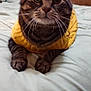 animal, bed, blanket, cat, closeup, comfort, cozy, cute, cute_pet, domestic_cat, feline, fur, indoor, mammal, pet, resting, sleepy, tabby_cat, whiskers, yellow_sweater