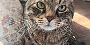Bernie is registered to the contest to win money with this photo: animal, cat, close_up, couch, cozy, curious, cushion, domestic_cat, feline, fur, green_eyes, home, indoor, looking_up, pet, portrait, sitting, soft_lighting, tabby, whiskers