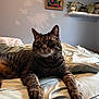 cat, tabby, pet, indoor, bed, blanket, fur, whiskers, ears, paws, plant, shelf, painting, wall, home, cozy, relaxed, feline, comfort, domestic