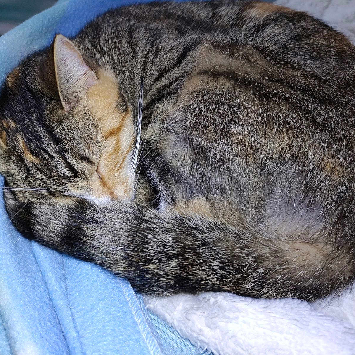 Popiette participe au concours pour gagner de l'argent avec cette photo : animal, blanket, blue, cat, comfort, cozy, curled_up, cute, feline, fur, indoor, mammal, nap, pet, resting, sleeping, tabby, tail, whiskers, white