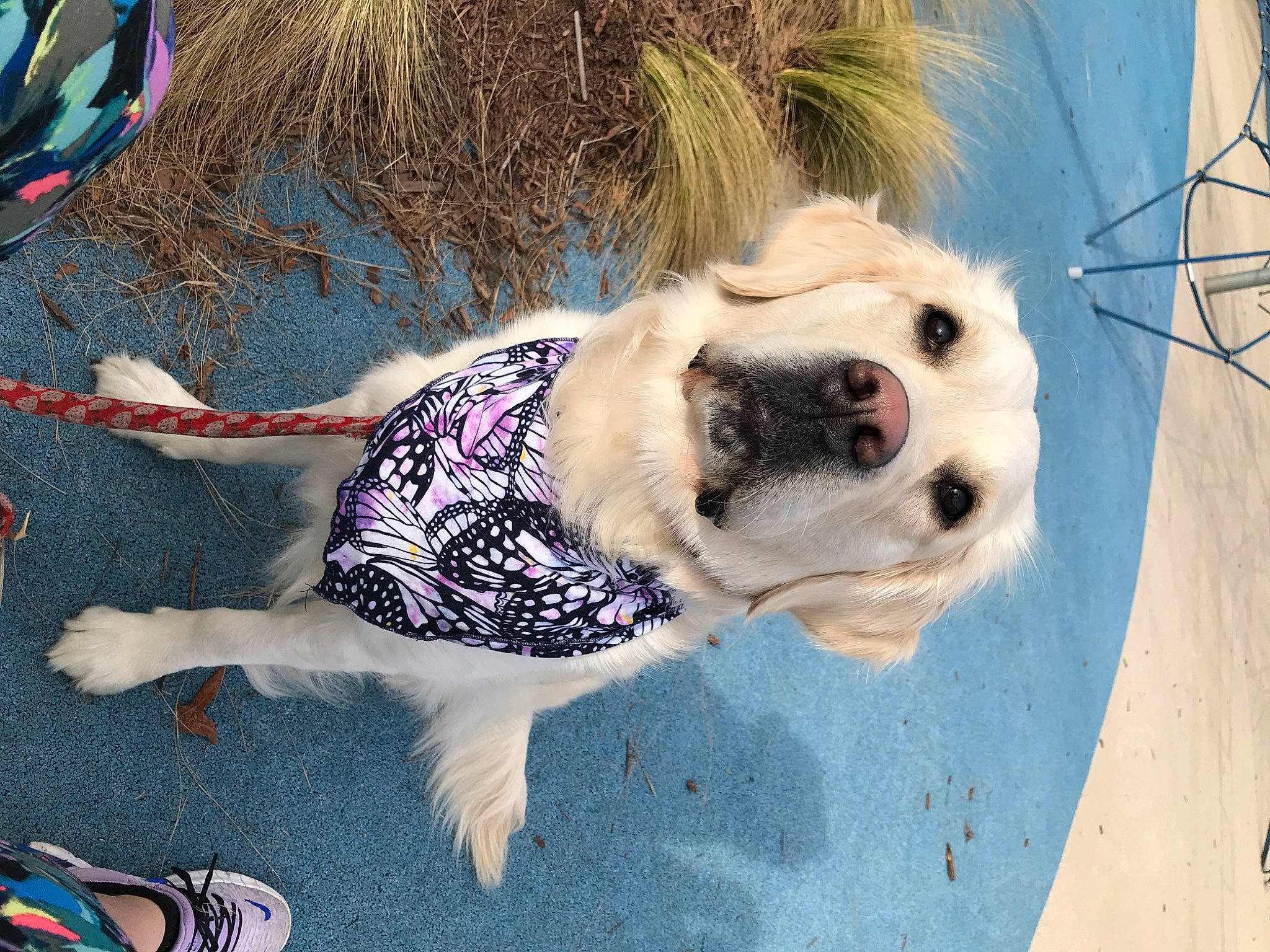 Vada joined the competition — help win amazing prizes! carnivore, collar, companion_dog, dog, dog_breed, dog_clothes, dog_collar, dog_supply, fawn, fur, leash, mammal, pet_supply, pug, snout, sporting_group, tail, toy_dog, winter, working_animal