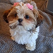 Lilly Mae joined the competition — help win amazing prizes! dog, small_dog, flower_accessory, pet, cute, fluffy, tail_wagging, indoor, blanket, gray_blanket, fur, animal, companion, adorable, looking_up, brown_and_white, home, cozy, curious, friendly